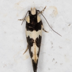 Macrobathra undescribed species No.1 (A Seed borer moth (Cosmopterigidae)) at Melba, ACT - 1 Feb 2022 by kasiaaus