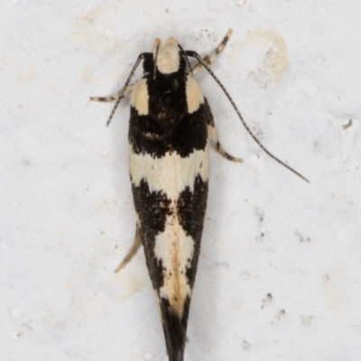 Macrobathra (genus) (A cosmet moth) at Melba, ACT - 1 Feb 2022 by kasiaaus