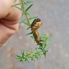 Pterygophorus cinctus (Bottlebrush sawfly) at Griffith, ACT - 29 Mar 2022 by Ormaylo