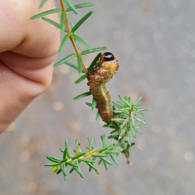 Pterygophorus cinctus (Bottlebrush sawfly) at Griffith, ACT - 29 Mar 2022 by Ormaylo