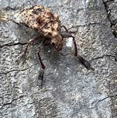 Araecerus palmaris (Dried Apple Weevil) at Lyneham, ACT - 28 Mar 2022 by megsclass