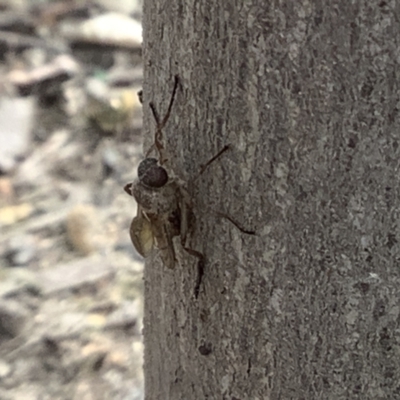 Chiromyza sp. (genus) (A soldier fly) at Sullivans Creek, Lyneham South - 28 Mar 2022 by megsclass