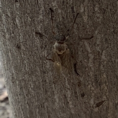 Chiromyza sp. (genus) at Lyneham, ACT - 28 Mar 2022 12:15 PM