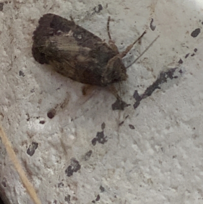 Proteuxoa microspila (Little Noctuid) at Sullivans Creek, Lyneham South - 28 Mar 2022 by megsclass