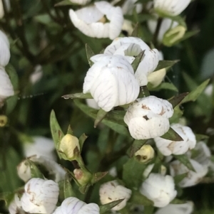 Gentianella muelleriana subsp. jingerensis at Cotter River, ACT - suppressed