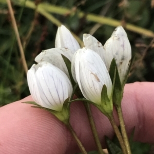 Gentianella muelleriana subsp. jingerensis at Cotter River, ACT - suppressed