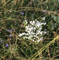 Gentianella muelleriana subsp. jingerensis at Cotter River, ACT - suppressed