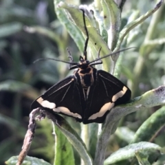 Nyctemera amicus (Senecio Moth, Magpie Moth, Cineraria Moth) at Cotter River, ACT - 13 Mar 2022 by Tapirlord