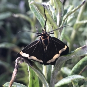 Nyctemera amicus at Cotter River, ACT - 13 Mar 2022