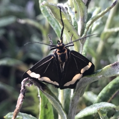 Nyctemera amicus (Senecio Moth, Magpie Moth, Cineraria Moth) at Cotter River, ACT - 13 Mar 2022 by Tapirlord