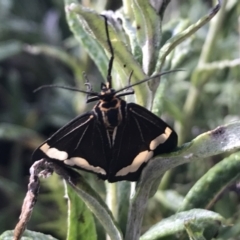 Nyctemera amicus at Cotter River, ACT - 13 Mar 2022