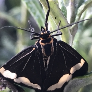 Nyctemera amicus at Cotter River, ACT - 13 Mar 2022