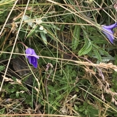 Wahlenbergia gloriosa (Royal Bluebell) at Cooleman, NSW - 12 Mar 2022 by Tapirlord