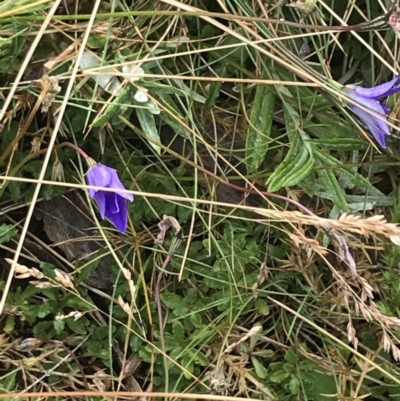 Wahlenbergia gloriosa (Royal Bluebell) at Kosciuszko National Park - 12 Mar 2022 by Tapirlord