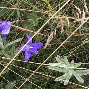 Wahlenbergia gloriosa at Cooleman, NSW - 13 Mar 2022