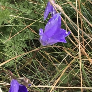 Wahlenbergia gloriosa at Cooleman, NSW - 13 Mar 2022