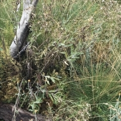 Senecio gunnii (Mountains Fireweed) at Cotter River, ACT - 13 Mar 2022 by Tapirlord