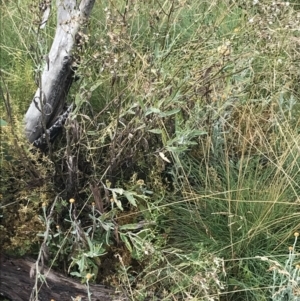 Senecio gunnii at Cotter River, ACT - 13 Mar 2022