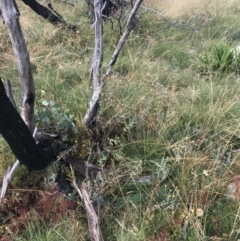 Senecio gunnii at Cotter River, ACT - 13 Mar 2022