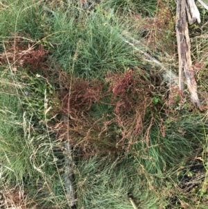 Rumex acetosella at Cotter River, ACT - 13 Mar 2022