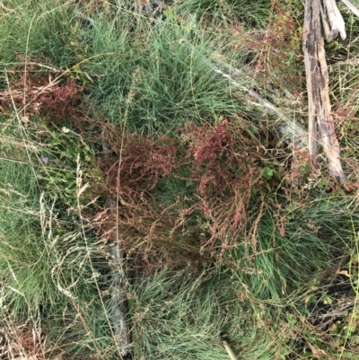 Rumex acetosella (Sheep Sorrel) at Cotter River, ACT - 12 Mar 2022 by Tapirlord