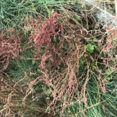 Rumex acetosella at Cotter River, ACT - 13 Mar 2022