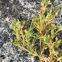 Scleranthus biflorus (Twin-flower Knawel) at Cotter River, ACT - 13 Mar 2022 by Tapirlord