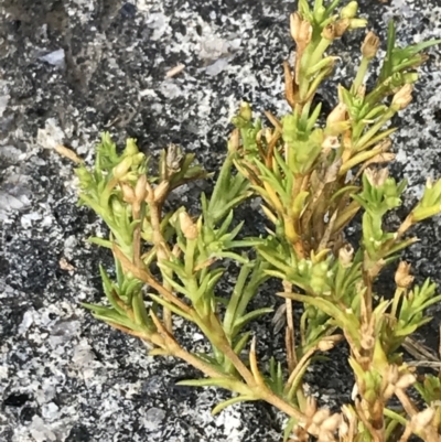 Scleranthus biflorus (Twin-flower Knawel) at Cotter River, ACT - 13 Mar 2022 by Tapirlord