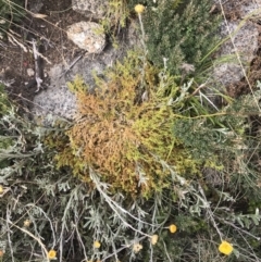 Scleranthus biflorus at Cotter River, ACT - 13 Mar 2022