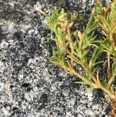 Scleranthus biflorus at Cotter River, ACT - 13 Mar 2022