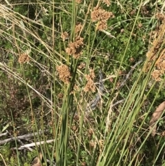 Juncus australis at Cotter River, ACT - 13 Mar 2022