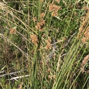 Juncus australis at Cotter River, ACT - 13 Mar 2022