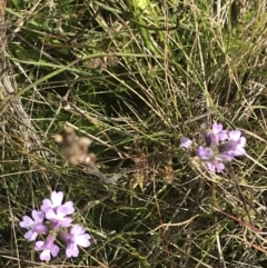 Euphrasia caudata (Tailed Eyebright) at Cotter River, ACT - 12 Mar 2022 by Tapirlord