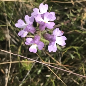 Euphrasia caudata at Cotter River, ACT - 13 Mar 2022 10:55 AM