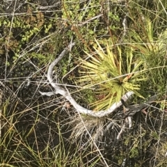 Stylidium montanum (alpine triggerplant) at Cooleman, NSW - 13 Mar 2022 by Tapirlord