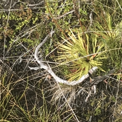 Stylidium montanum (alpine triggerplant) at Cooleman, NSW - 13 Mar 2022 by Tapirlord