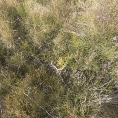 Stylidium montanum at Cooleman, NSW - 13 Mar 2022