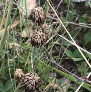 Trifolium repens at Bimberi, NSW - 13 Mar 2022 11:40 AM