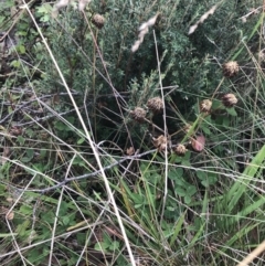 Trifolium repens at Bimberi, NSW - 13 Mar 2022 11:40 AM