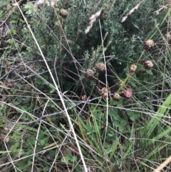 Trifolium repens at Bimberi, NSW - 13 Mar 2022