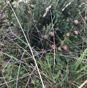 Trifolium repens at Bimberi, NSW - 13 Mar 2022