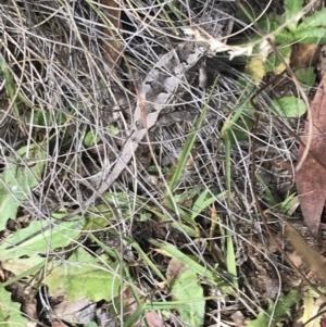 Rankinia diemensis at Bimberi, NSW - 13 Mar 2022