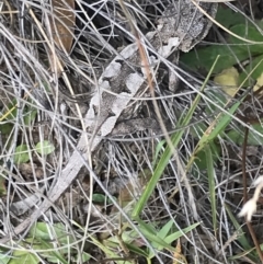 Rankinia diemensis at Bimberi, NSW - 13 Mar 2022