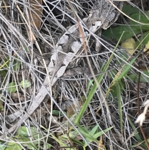 Rankinia diemensis at Bimberi, NSW - 13 Mar 2022