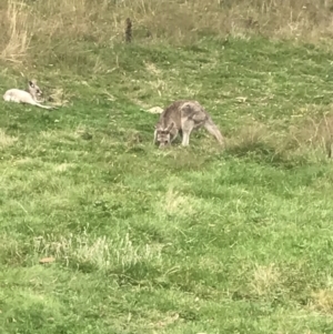 Macropus giganteus at Cooleman, NSW - 13 Mar 2022