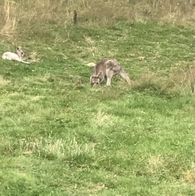 Macropus giganteus (Eastern Grey Kangaroo) at Cooleman, NSW - 13 Mar 2022 by Tapirlord