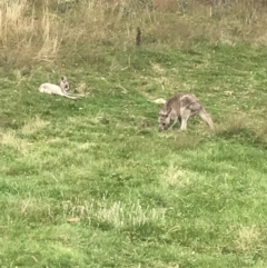 Macropus giganteus at Cooleman, NSW - 13 Mar 2022