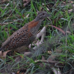 Turnix varius at Lower Boro, NSW - 28 Mar 2022 04:24 PM