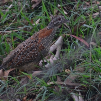 Turnix varius (Painted Buttonquail) at Lower Boro, NSW - 28 Mar 2022 by mcleana