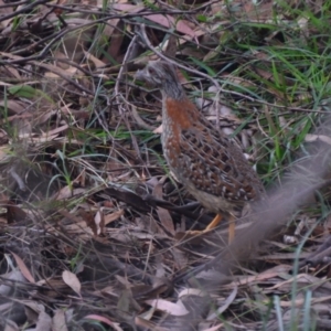 Turnix varius at Lower Boro, NSW - 28 Mar 2022 04:24 PM